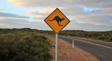 Easter Road Safety: Beware of kangaroo run-ins this Autumn